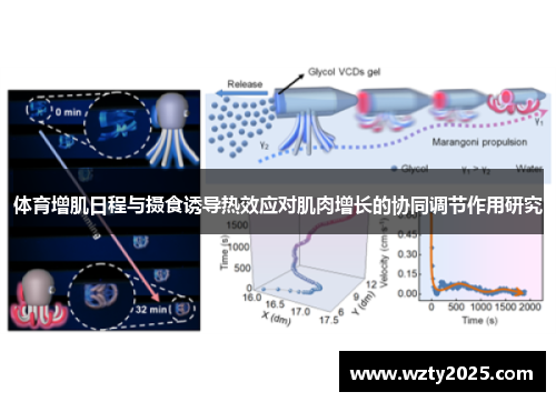 体育增肌日程与摄食诱导热效应对肌肉增长的协同调节作用研究
